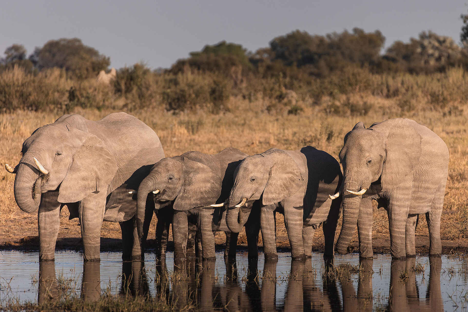 Chitabe Lediba Camp: Elefanten