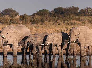 Chitabe Lediba Camp: Elefanten