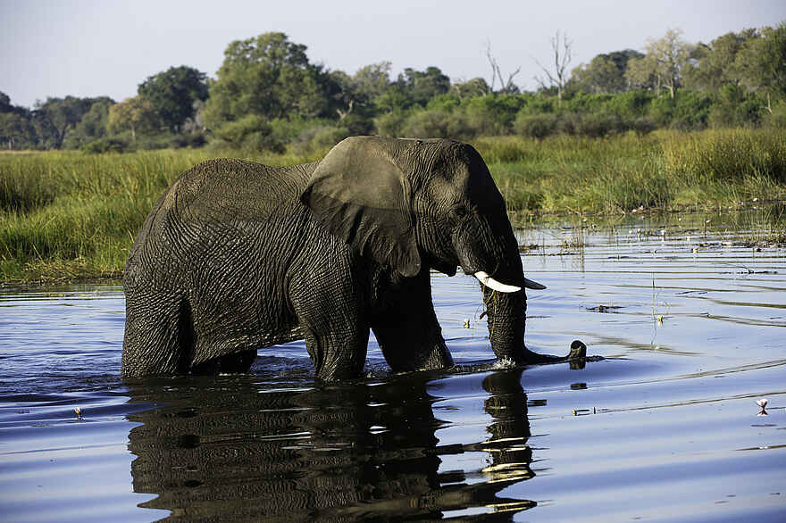 Duma Tau Camp: Elefant im Wasser Duma Tau Camp: Elefant im Wasser