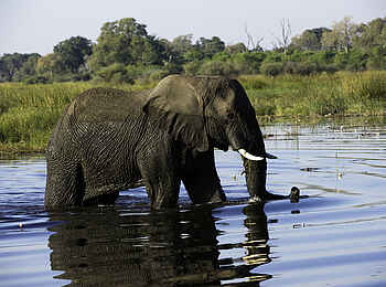 Duma Tau Camp: Elefant im Wasser Duma Tau Camp: Elefant im Wasser