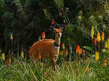 Hatari Lodge: Buschbock