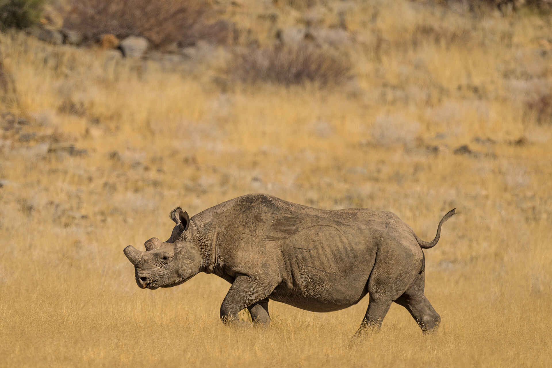 Hoanib Elephant Camp: Ein Spitzmaulnashorn