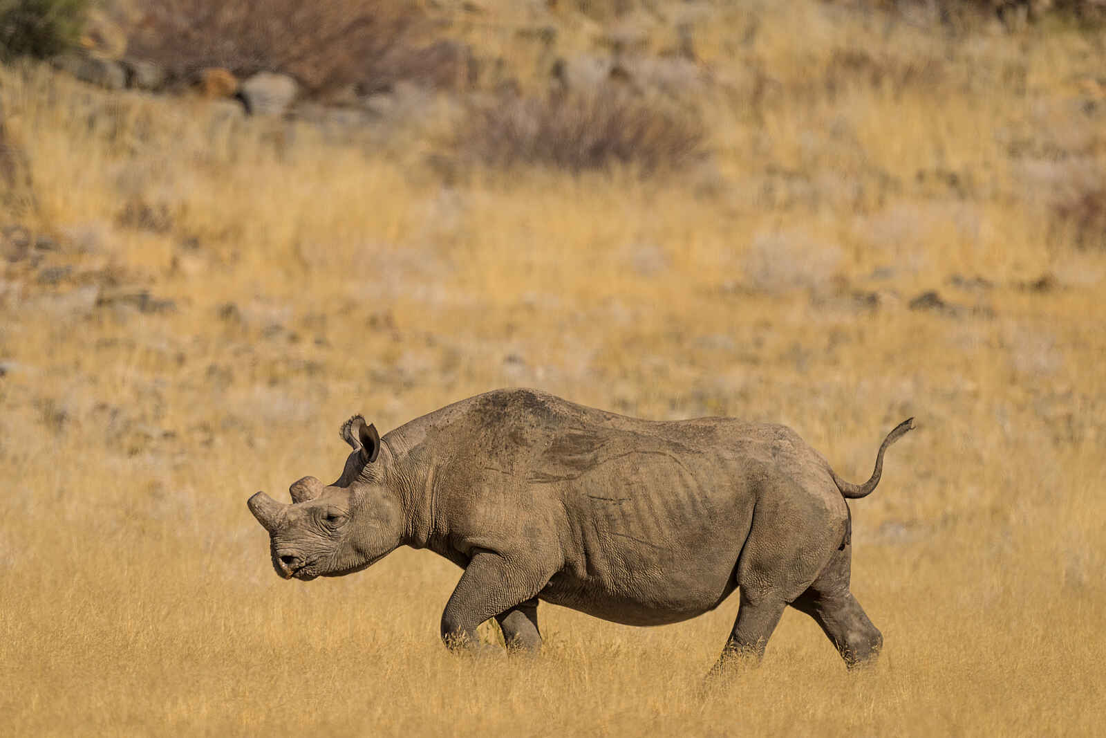 Hoanib Elephant Camp: Ein Spitzmaulnashorn Hoanib Elephant Camp: Ein Spitzmaulnashorn