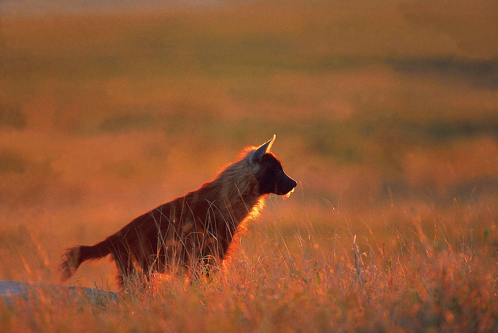 Jack's Camp: Schabrackenhyäne Jack's Camp: Schabrackenhyäne