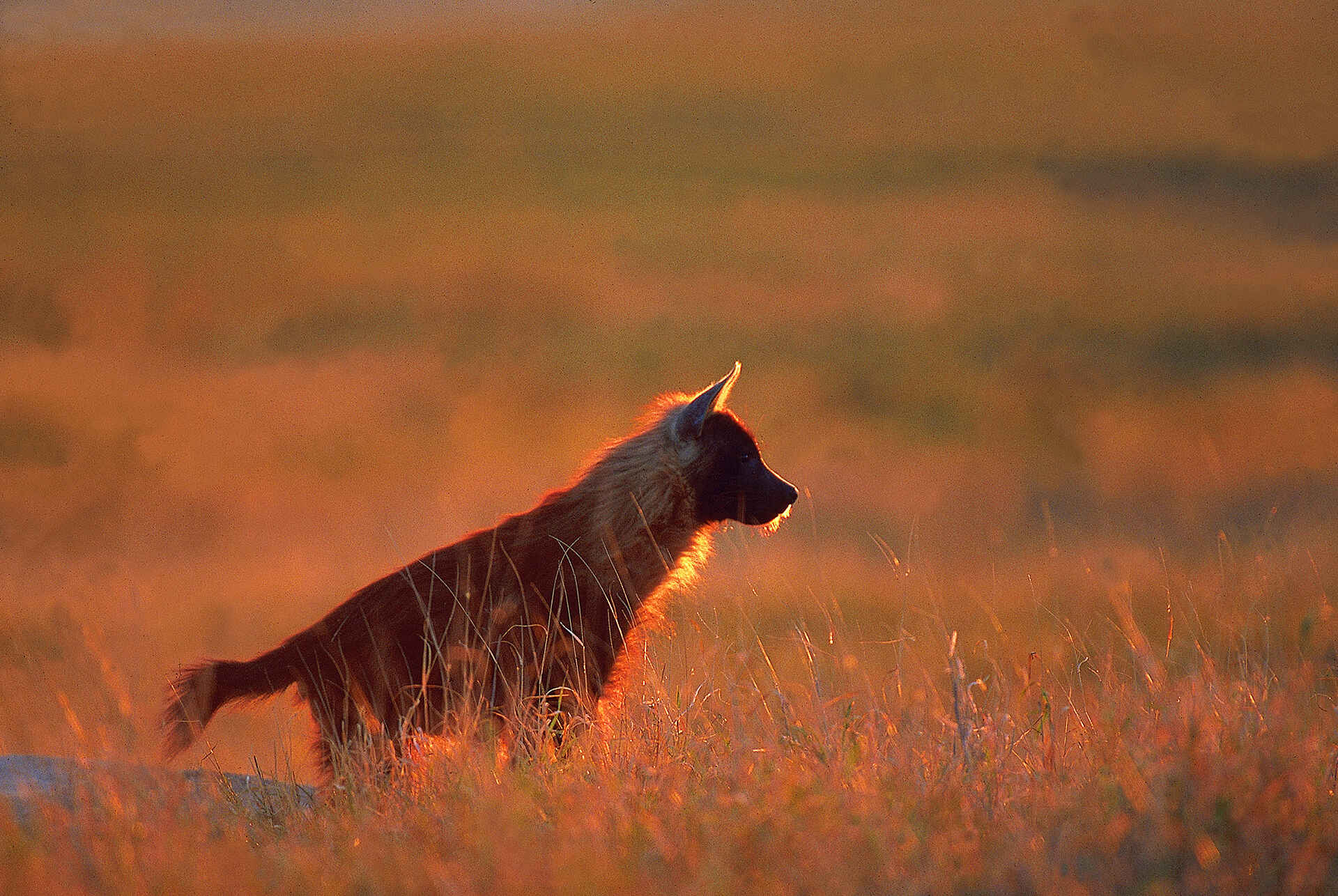 Jack's Camp: Schabrackenhyäne Baobab, Jack's Camp, Kalahari, Kubu Island, Makgadikgadi, Ntwetwe Pan, Nxai Pans, Schabrackenhyäne
