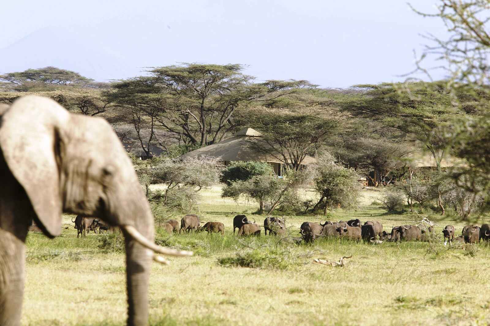 Joy's Camp: Elefantenherde vor dem Camp Joy's Camp: Elefantenherde vor dem Camp