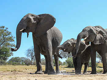 Jozibanini Camp: Elefanten mit Jungem Jozibanini Camp: Elefanten mit Jungem