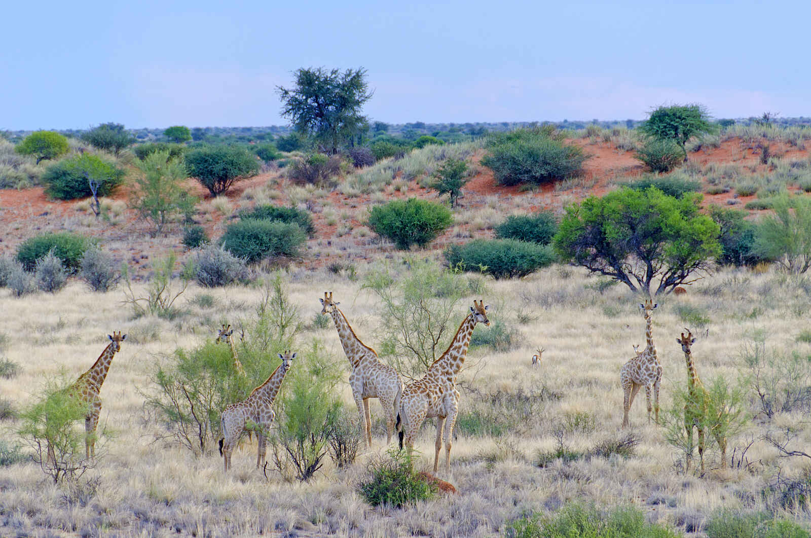 Kalahari Farmhouse: Giraffen in der Kalahari Kalahari Farmhouse: Giraffen in der Kalahari