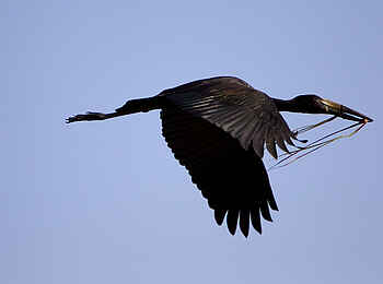 Kanana-Nyana-Camp: Storch