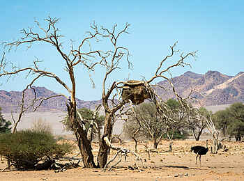 Kulala Desert Lodge: Ein Vogelstrauß