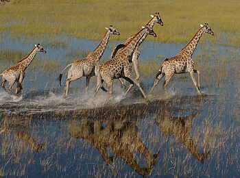 Macatoo Camp: Rennende Giraffen