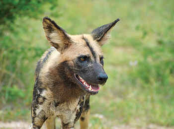 Madikwe Safari Lodge Lelapa: Afrikanischer Wildhund