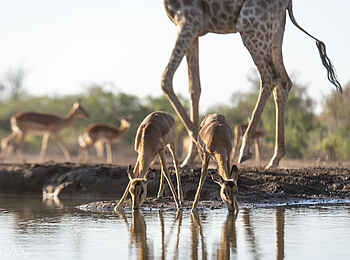 Mashatu Euphorbia Villas: Am Wasserloch