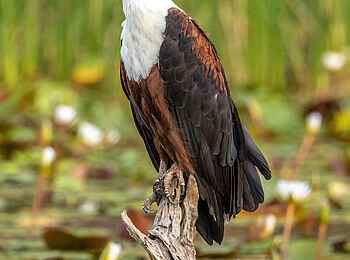 Mma Tsebe Tented Camp: Ein Schreiseeadler Mma Tsebe Tented Camp: Ein Schreiseeadler