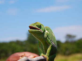 Muchenje Safari Lodge: Chamäleon