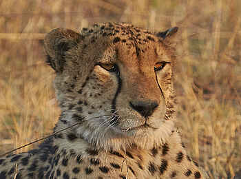 Mukambi Fig Tree Bush Camp: Ein Gepard