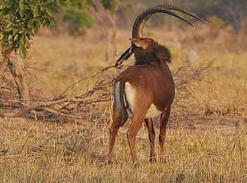 Mukambi Fig Tree Bush Camp: Eine Schwarzantilope betrachtet ihre Umgebung