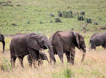 Murchison Falls National Park: Elefanten mit Nachwuchs Murchison Falls National Park: Elefanten mit Nachwuchs