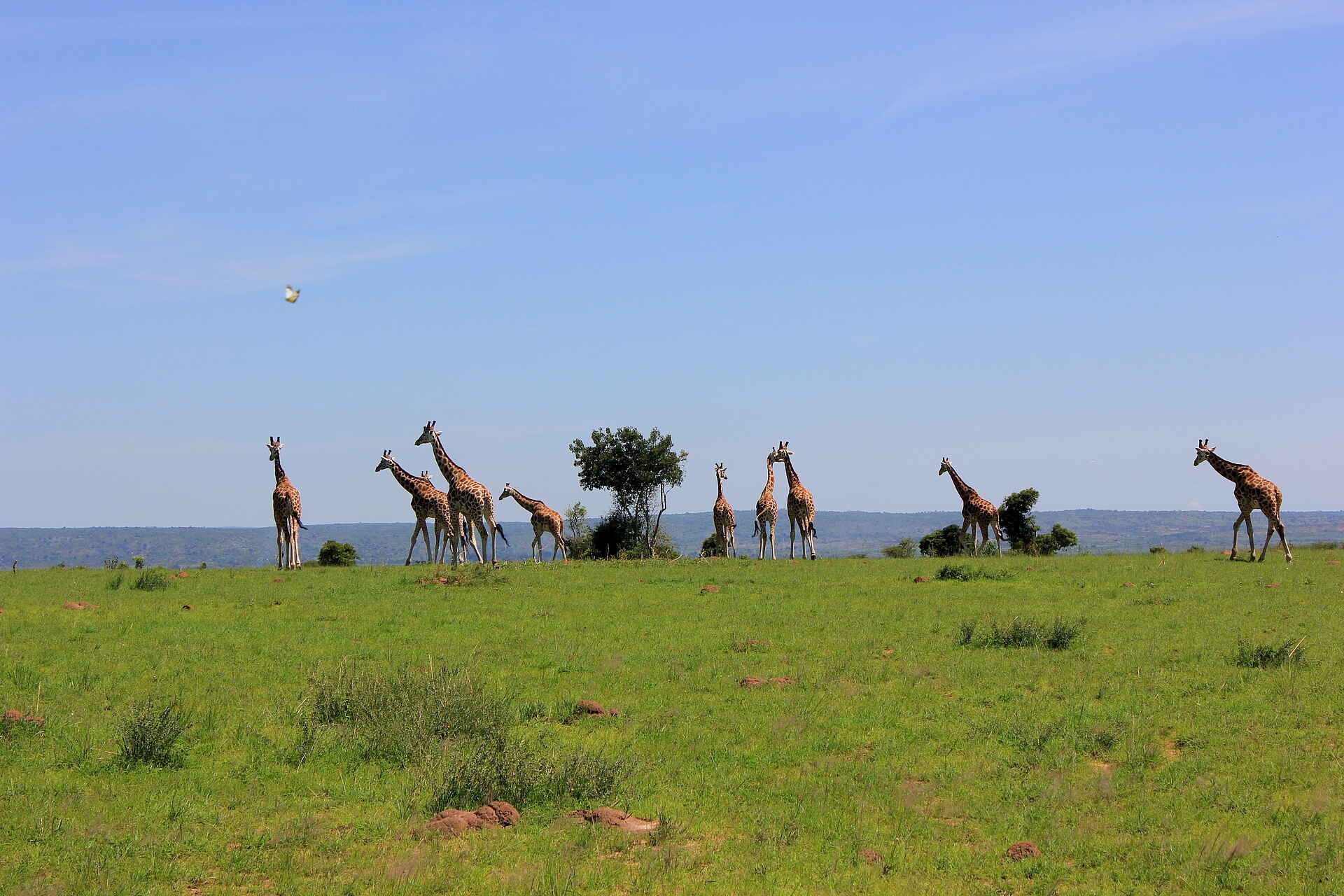 Murchison River Lodge: Giraffenherde