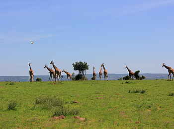 Murchison River Lodge: Giraffenherde