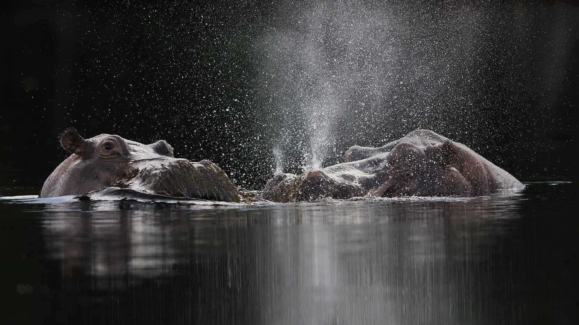 Nyanga Lodge: Nilpferde