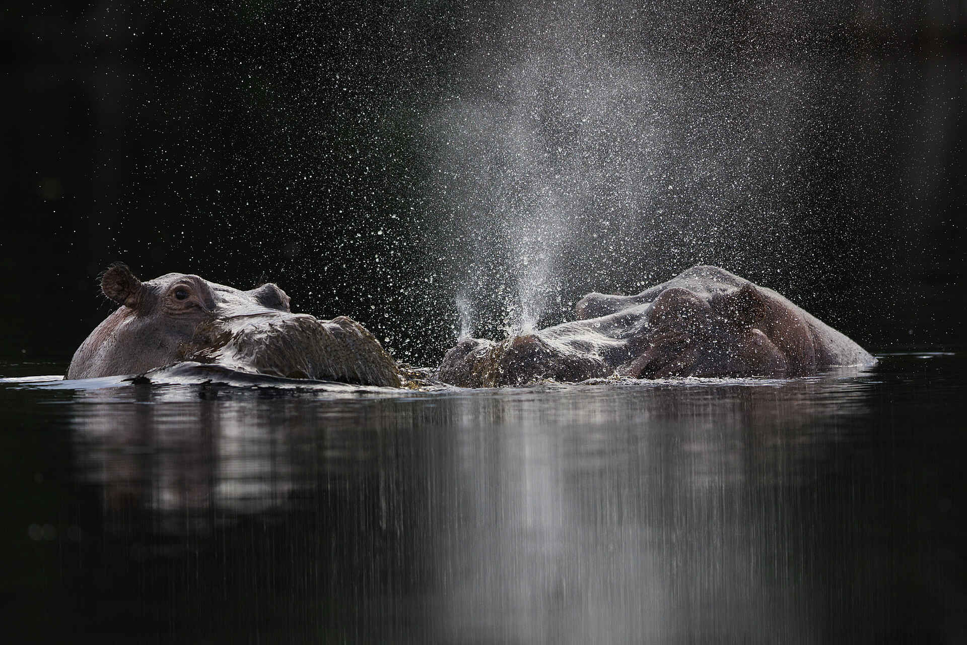 Hippopotamus (Hippopotamus amphibius) 