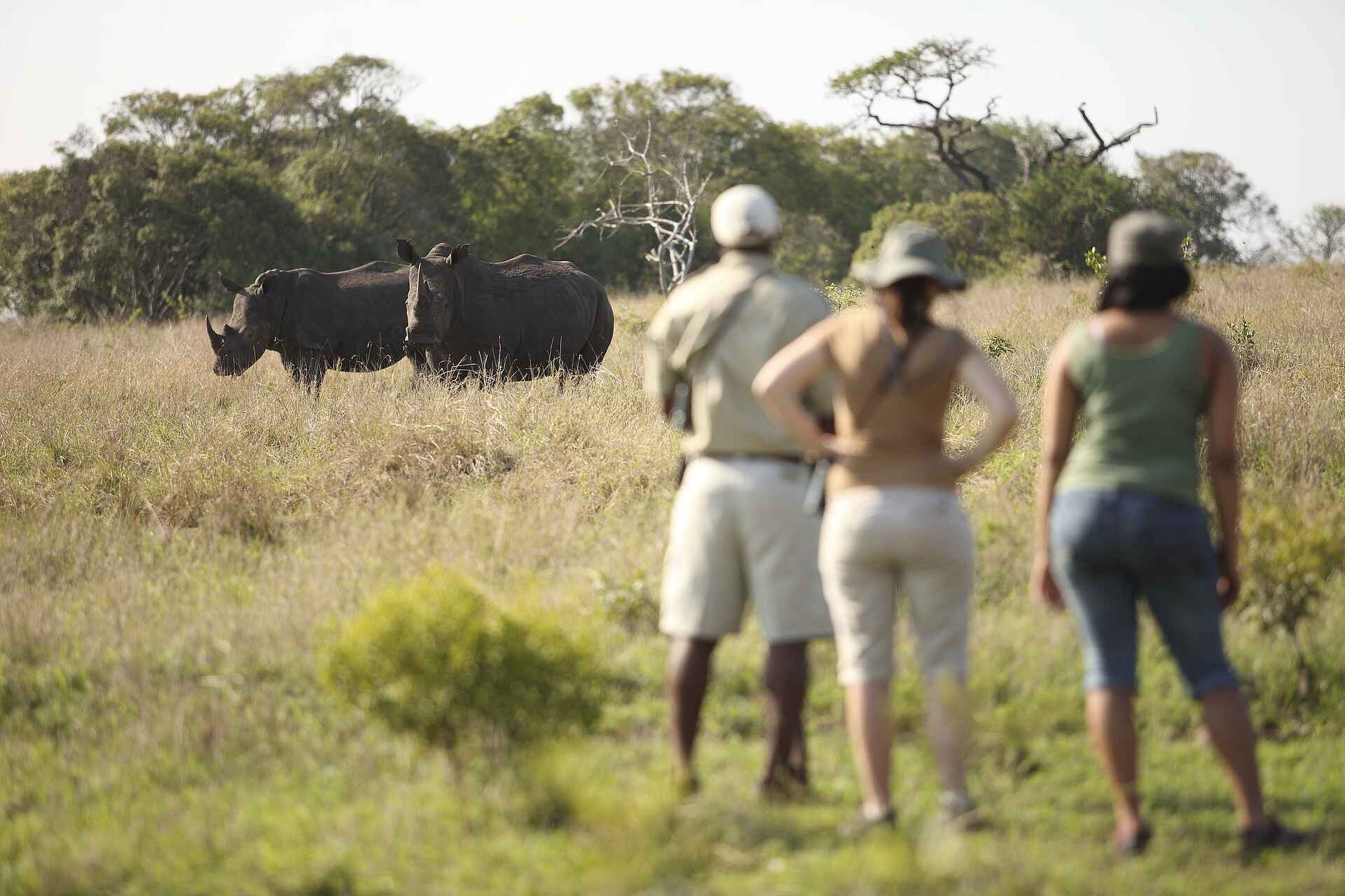 Phinda Mountain Lodge, Aktivitäten, Nashorn, Tiere