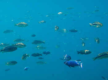 Pumulani Lodge: Silchiden