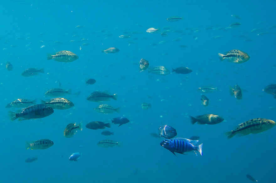 Pumulani Lodge: Silchiden Pumulani Lodge: Silchiden