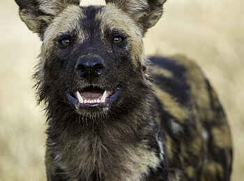 Ruckomechi Camp: Afrikanischer Wildhund Ruckomechi Camp: Afrikanischer Wildhund