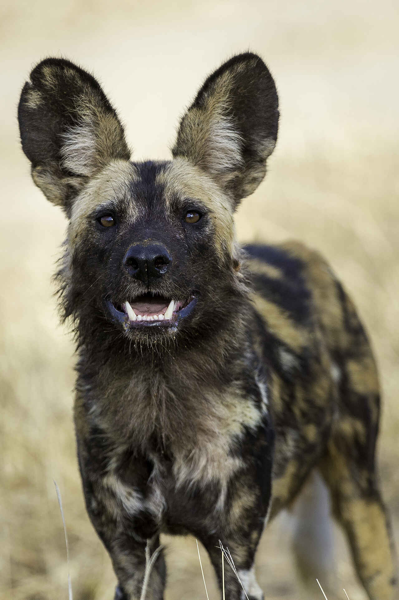 mana pools ruckomechi camp, mana pools safari, ruckomechi, ruckomechi camp, ruckomechi camp bilder, ruckomechi lodge, sambesi safari, afrikanischer wildhund, tiere, wildhund