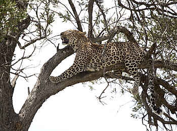 Sala's Camp: Leopard im Baum Sala's Camp: Leopard im Baum