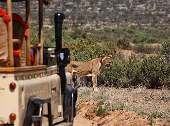 Saruni Samburu: Begegnung mit einer Löwin