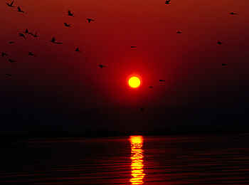 Sausage Tree Camp: Scharlachspinte im Sonnenuntergang