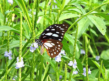 Selous Impala Camp: Schmetterling