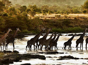 Serian The Original Camp: Giraffen