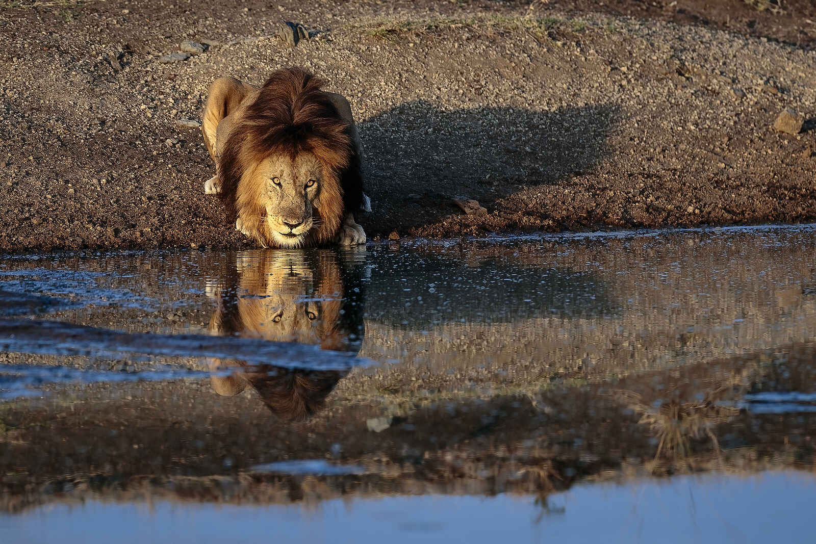 Serian's Kimya Kimya: Ein Löwe am Wasserloch Serian's Kimya Kimya: Ein Löwe am Wasserloch