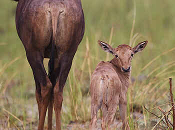 Shinde Lodge: Tsessebe-Kalb
