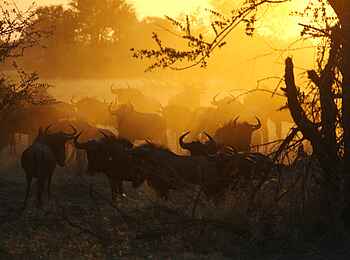 The Hide: Gnuherde The Hide: Gnuherde