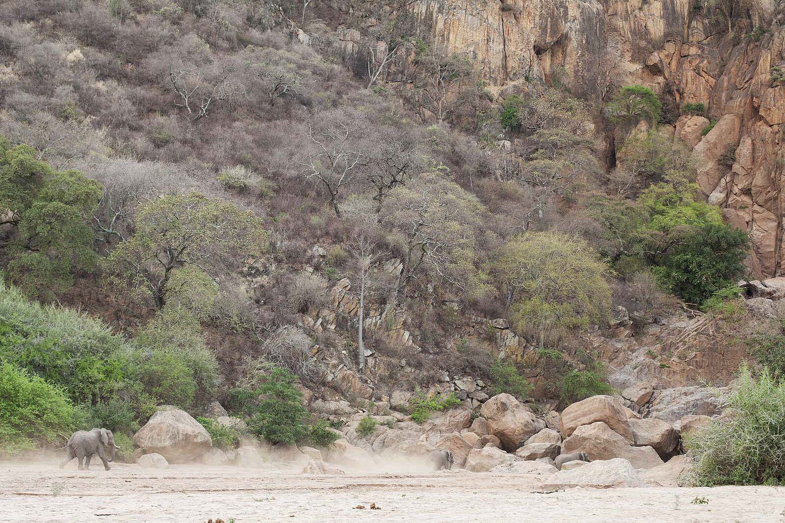 Wayo Manyara Green Camp: Elefant vor dem Escarpment Wayo Manyara Green Camp: Elefant vor dem Escarpment
