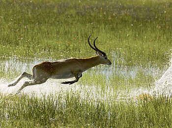 Zarafa Camp: Jagd durchs Wasser