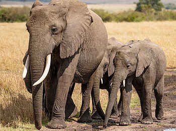 Entim Masai Mara: Elefantenfamilie