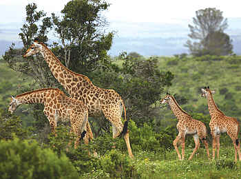Kariega Settlers Drift Lodge: Giraffen