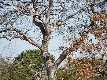 Ntemwa Busanga Bushcamp: Erklärungen auf einer Walking Safari