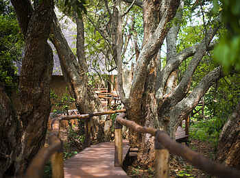 Ruzizi Tented Lodge: Über Bohlenwege sind die Lodge-Einheiten miteinander verbunden