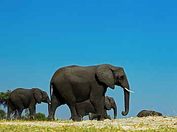 Selinda Explorers Camp: Elefanten vor blauem Himmel Selinda Explorers Camp: Elefanten vor blauem Himmel