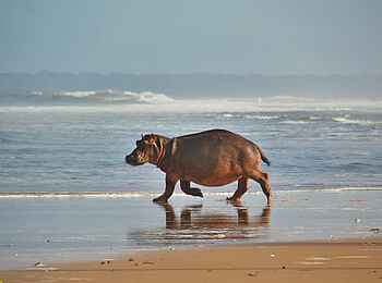 Sette Cama Eco Camp: Hippo am Strand