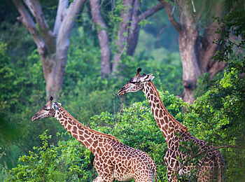 Time + Tide Luwi: 2 Giraffen en marche