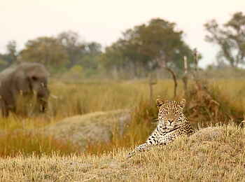 Tuludi Camp: Elefant und Leopard Tuludi Camp: Elefant und Leopard