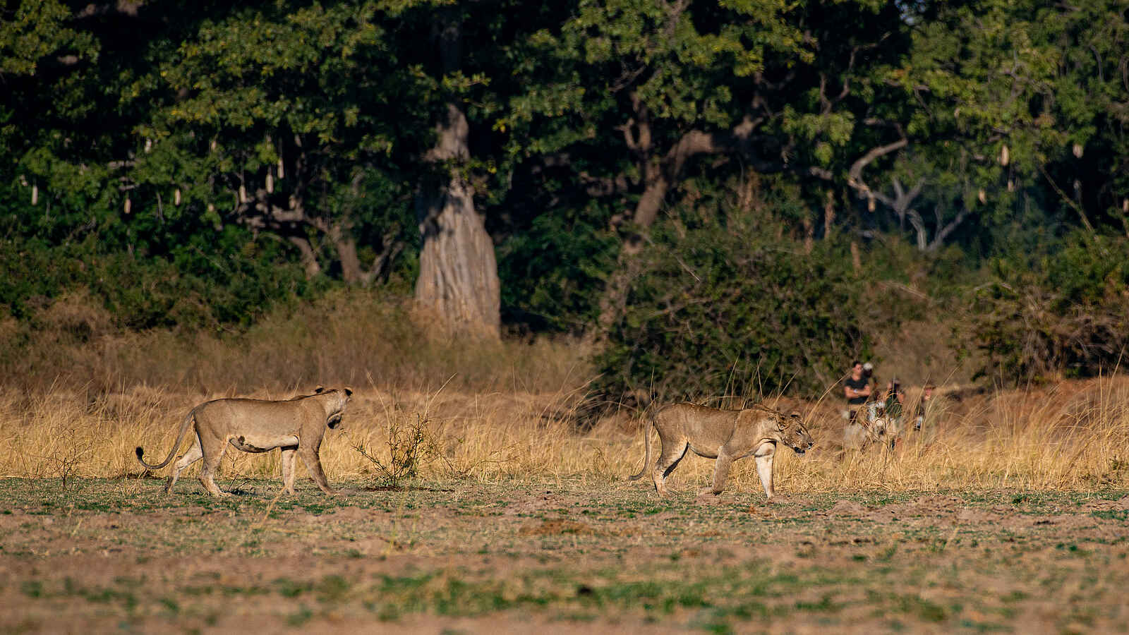 Big Lagoon Camp: Löwen Big Lagoon Camp: Löwen